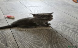 British Shorthair cats for sale: British Blue Shorthair - Image 22