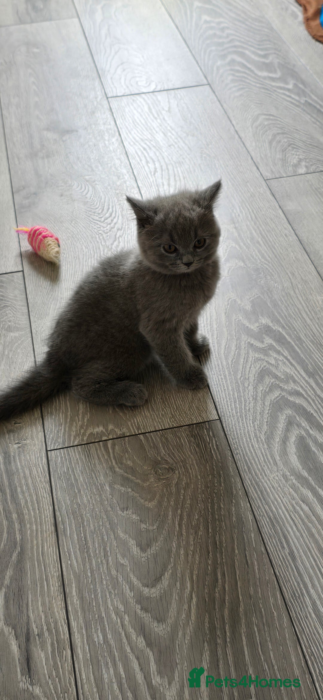 British Shorthair cats for sale: British Blue Shorthair - Image 22