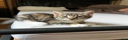 Siberian cats for sale: Tabby girls Siberian mix - Advert 9