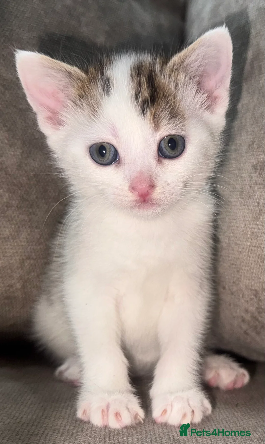 Mixed Breed cats for sale: Mixed tabby kittens!  - Advert 6