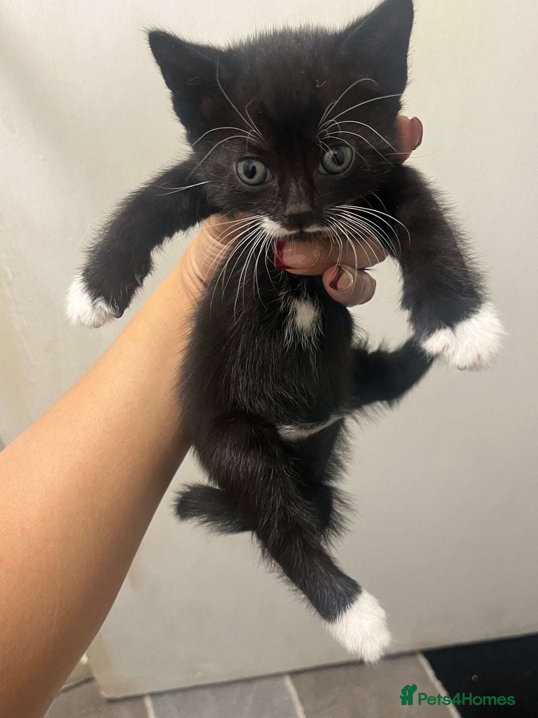 Mixed Breed cats for sale: Mixed breed kittens - Advert 4