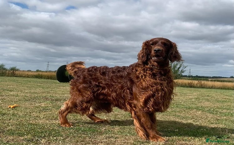 Irish Setter dogs - Advert 3