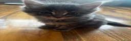 Mixed Breed cats for sale: 7 beautiful kittens available  - Advert 14