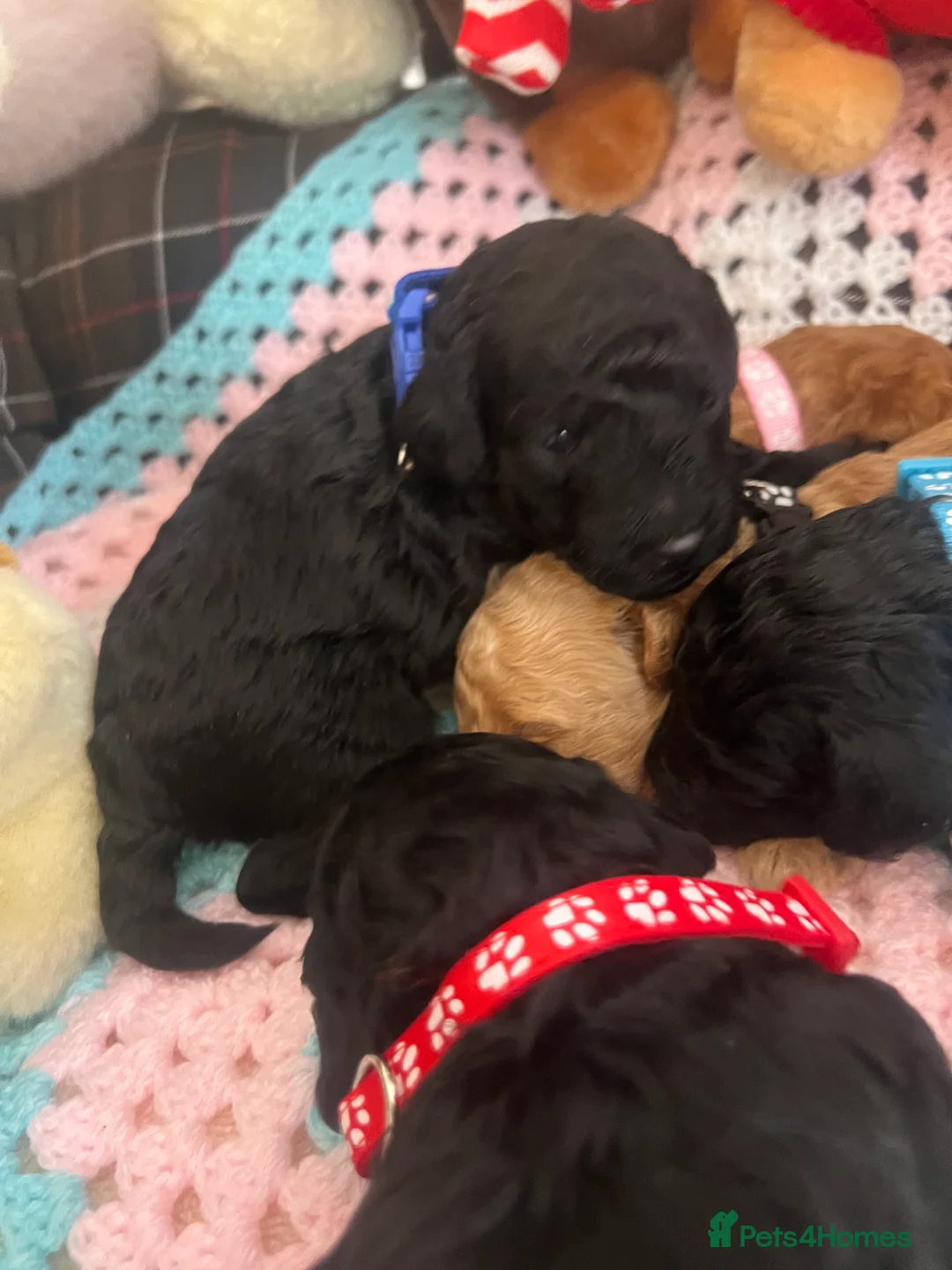 Poodle dogs for sale: 🐶🐶🐶TOY POODLES for sale🐶🐶🐶 - Advert 29