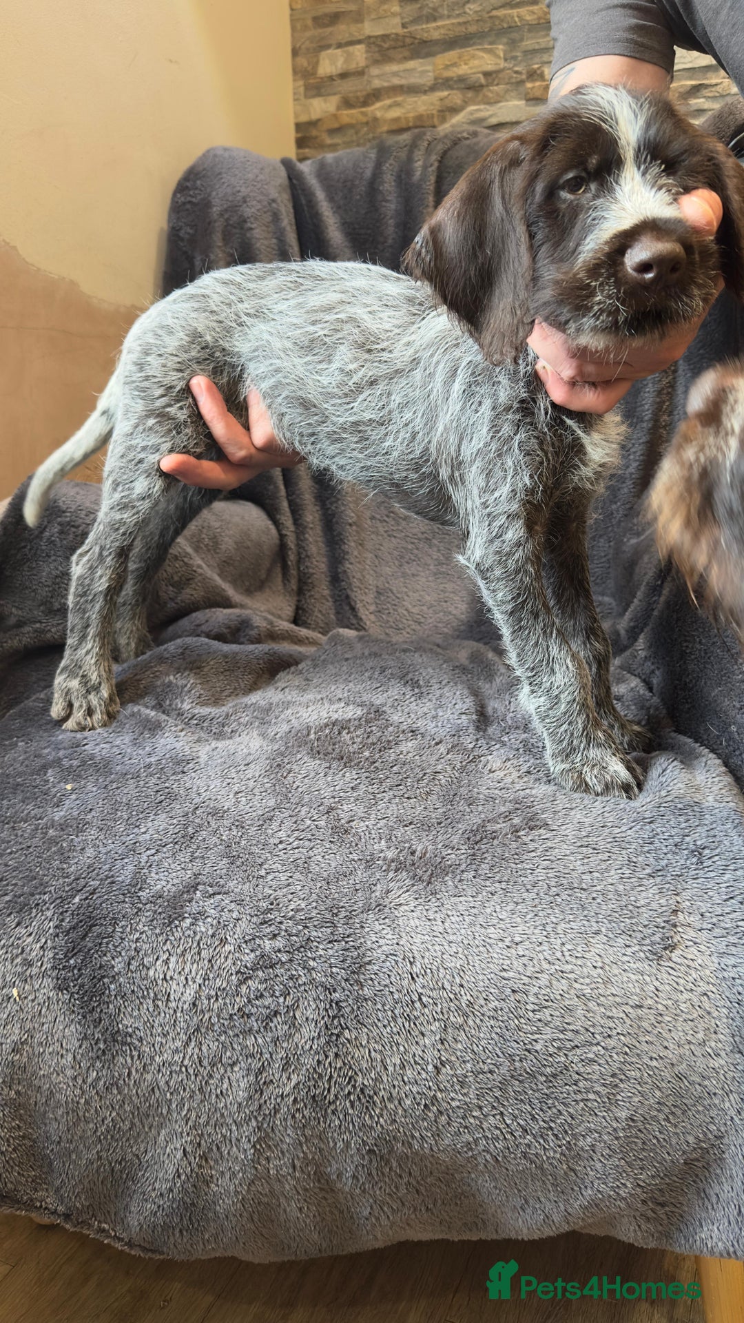 German Wirehaired Pointer dogs for sale: GWP Pups for sale field bloodlines land waterfowl  in Preston - Image 20