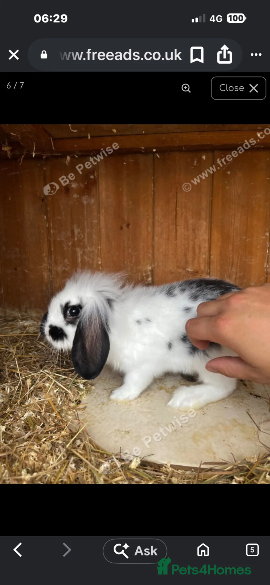Mini Lop rabbits for sale: Mini lop baby rabbits  - Advert 2