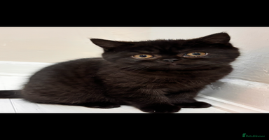 British Shorthair cats Full British short hair kittens - Advert 2