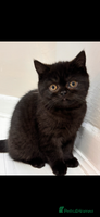 British Shorthair cats Full British short hair kittens - Advert 2