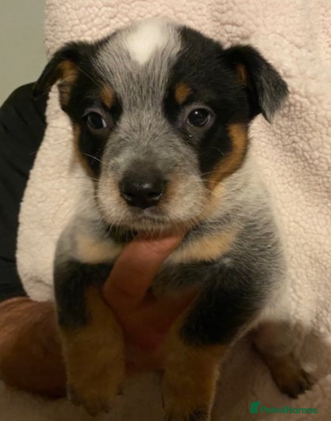 Australian Cattle Dog dogs for sale: Australian Cattle Dog Puppies - Advert 5