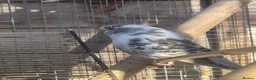 Budgerigars birds for sale: Adult budgies - Advert 3