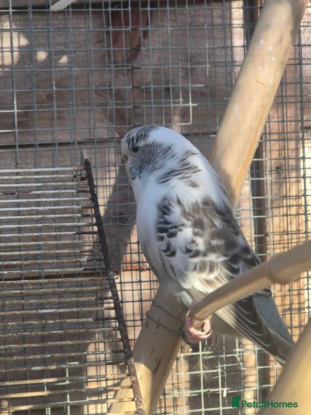 Budgerigars birds for sale: Adult budgies - Advert 3