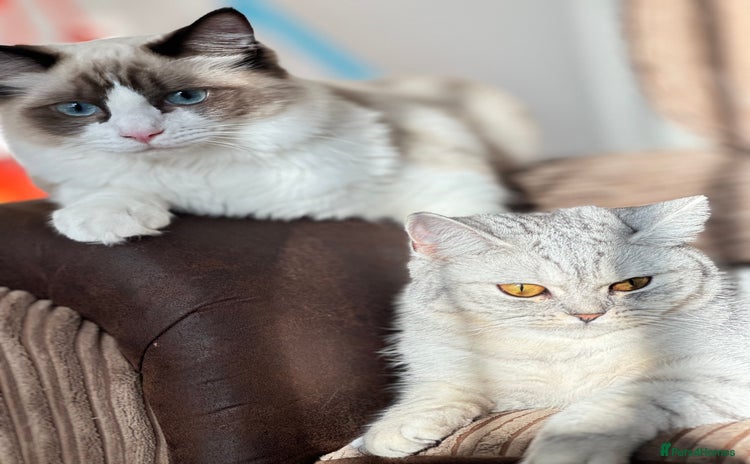 Ragdoll cats - Advert 5