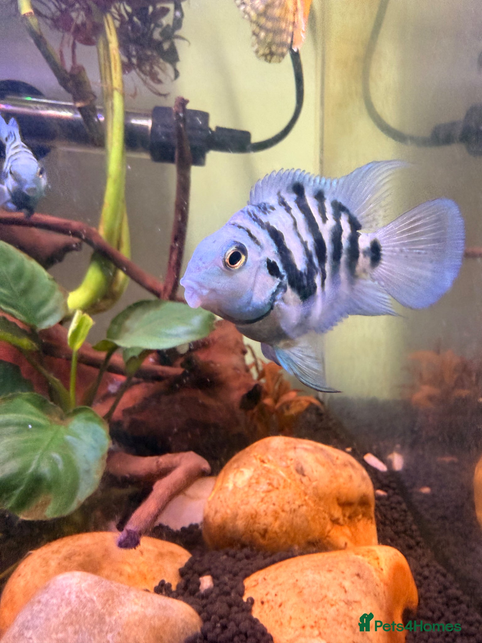 Other/Mixed Breed fish Blue parrotfish - Advert 1