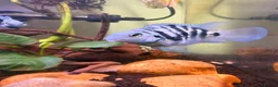 Other/Mixed Breed fish for sale: Blue parrotfish in London - Advert 1