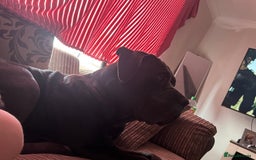 Cane Corso dogs for sale: Male cane corso  - Advert 1