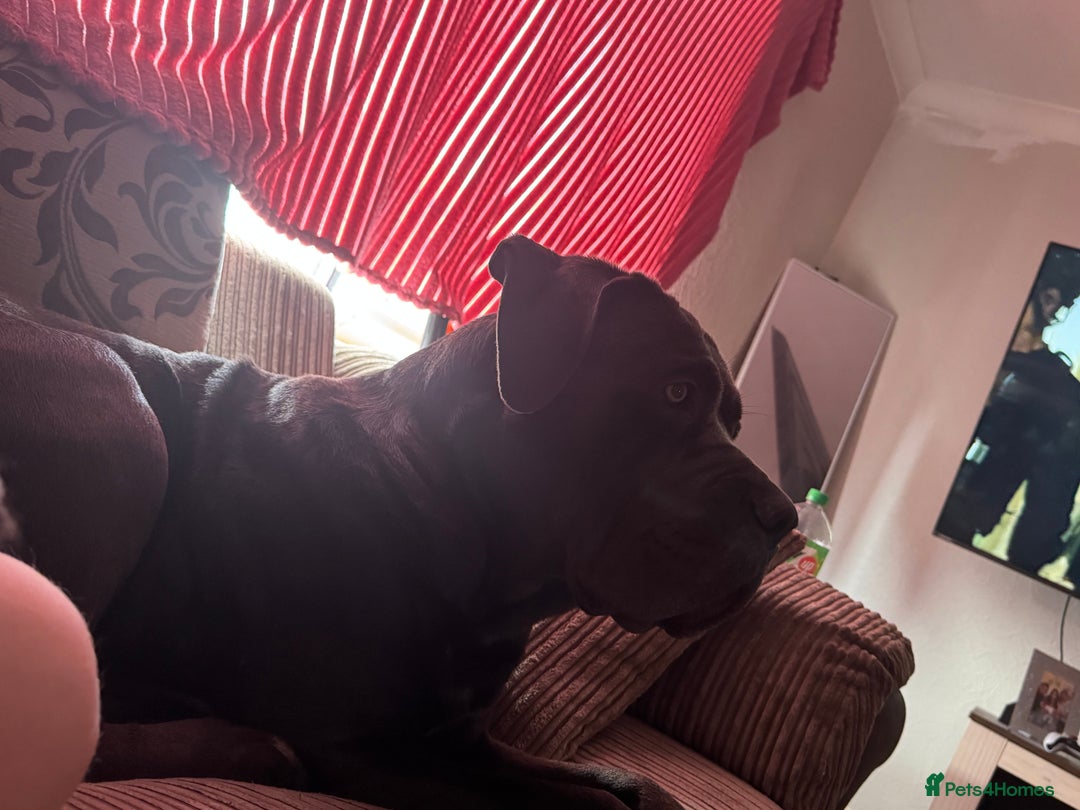 Cane Corso dogs for sale: Male cane corso  - Advert 1