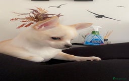 Chihuahua dogs for sale: Chihuahua - Image 1