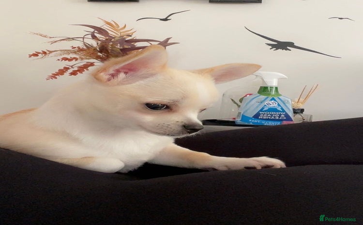 Chihuahua dogs - Advert 13