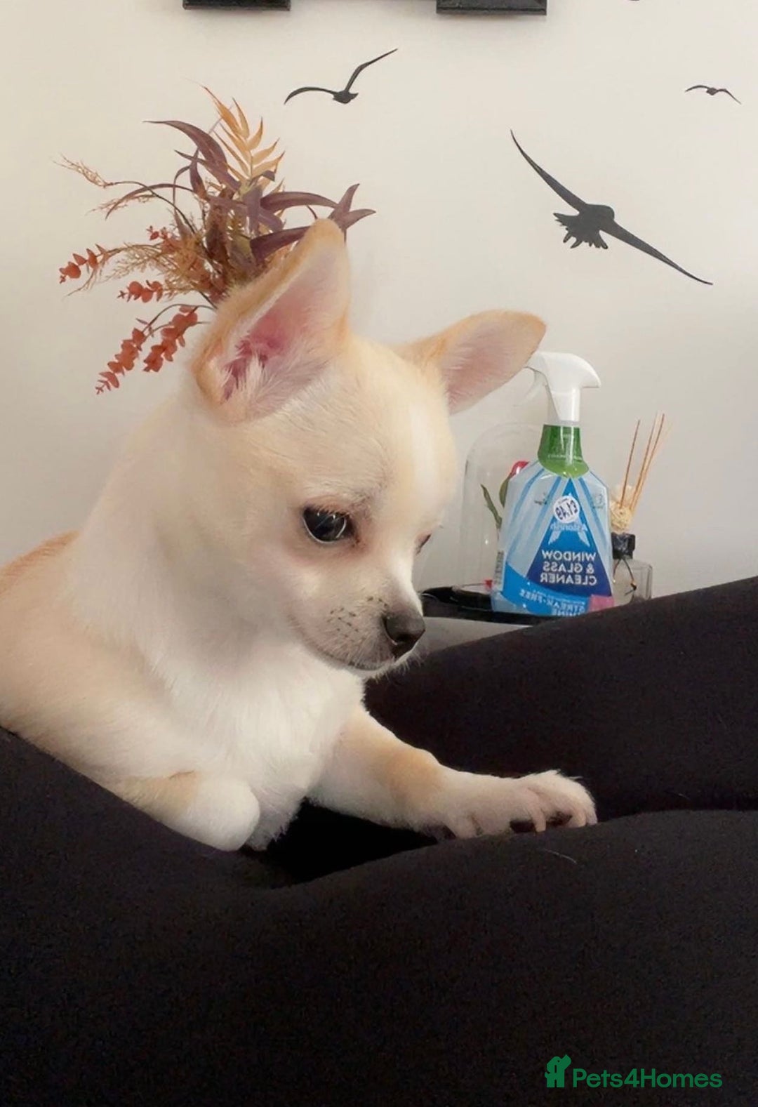 Chihuahua dogs for sale: Chihuahua - Image 1