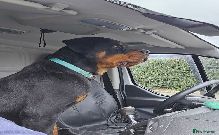 Rottweiler dogs - Advert 1
