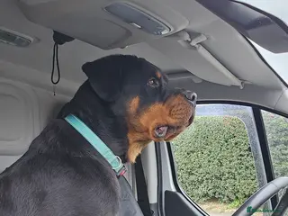 Rottweiler dogs Big old fashioned type - Advert 22