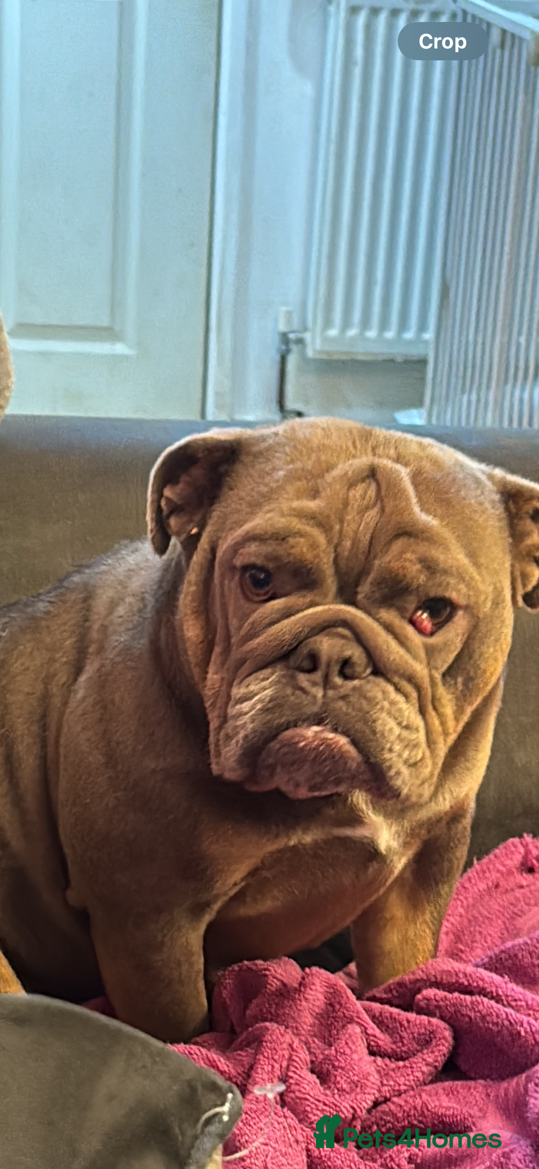 French Bulldog dogs for sale: 4 yr male French bull dog, 3 yr british bull dog  - Advert 4