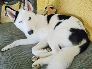 Siberian Husky dogs Male Siberian husky - Advert 3