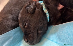 Labrador Retriever dogs for sale: Labrador puppies - Image 9