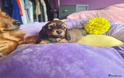 Dachshund dogs for sale: Last one beautiful long-haired dachshunds girl 😍 - Image 7