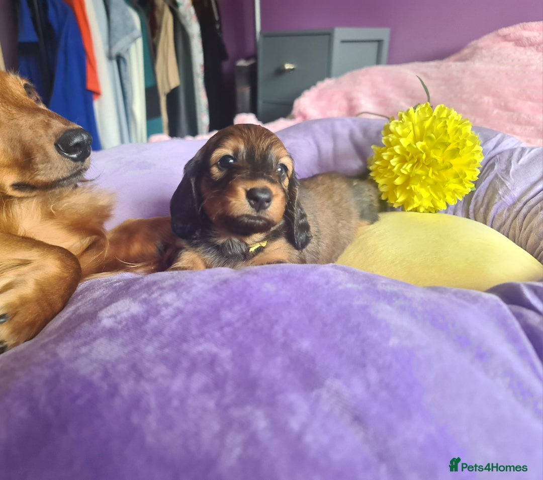 Dachshund dogs for sale: Last one beautiful long-haired dachshunds girl 😍 - Image 7