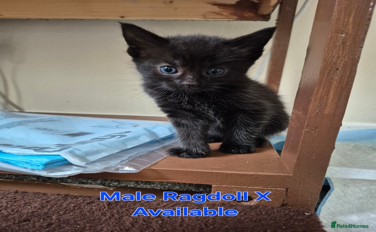 Ragdoll cats - Advert 6