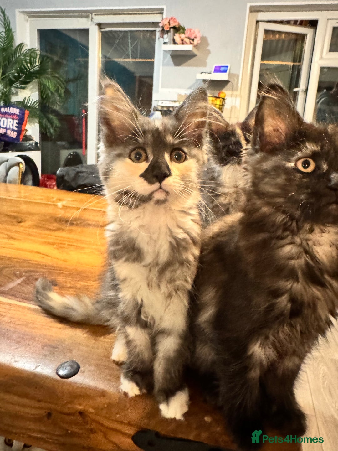 Maine Coon cats for sale: Maine coon kittens 5 girls  - Advert 11