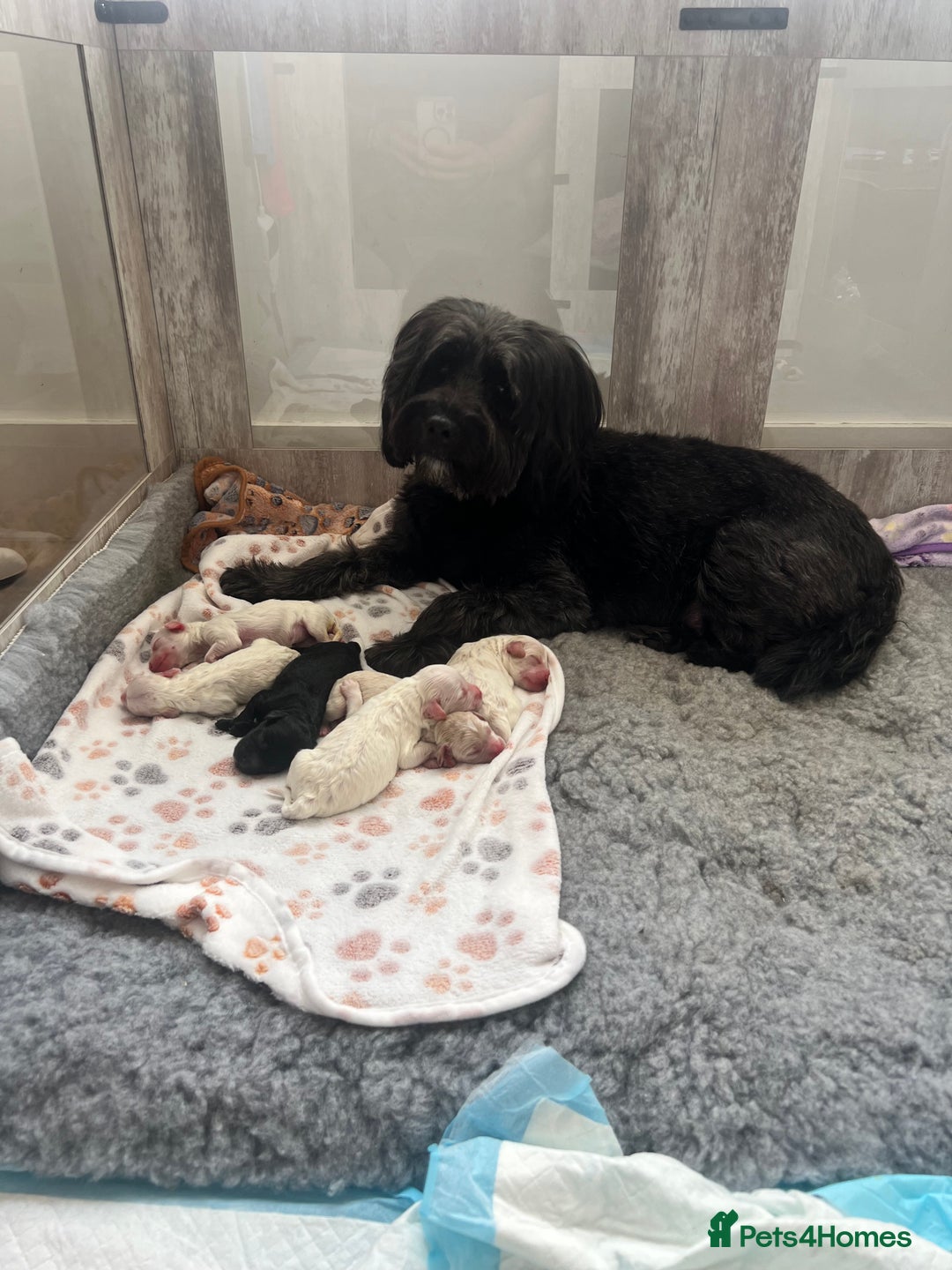 Mixed Breed dogs for sale: Tiboodle Puppies – Toy Poodle x Tibetan Terrier - Image 9