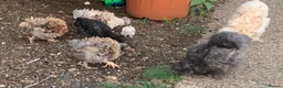 Chickens poultry for sale: FRAZZLE .X. SILKIE CHICKS - Advert 3