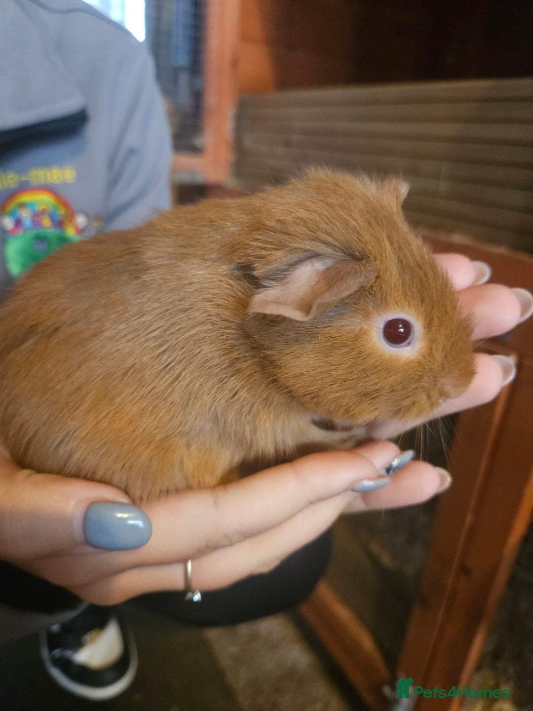 Guinea Pig rodents for sale: Mix of guinea pigs for sale  in Blackpool - Image 11