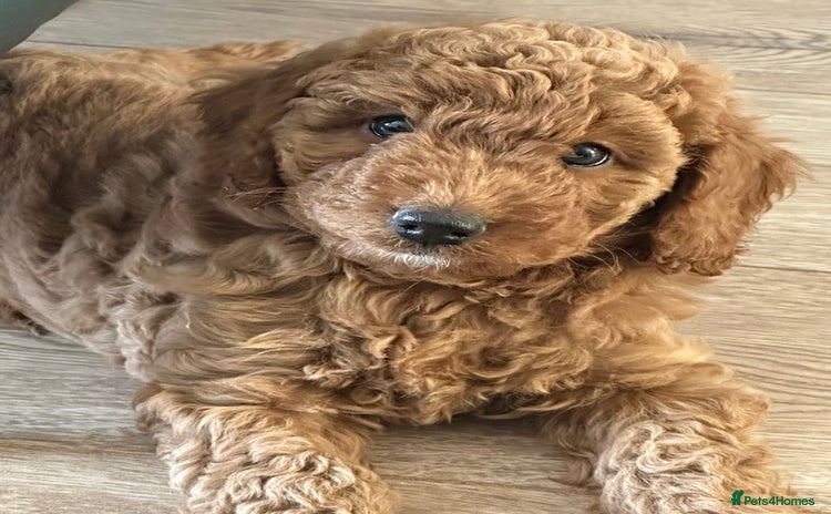 Cockapoo dogs - Advert 6