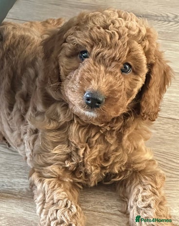 Cockapoo dogs - Advert 16