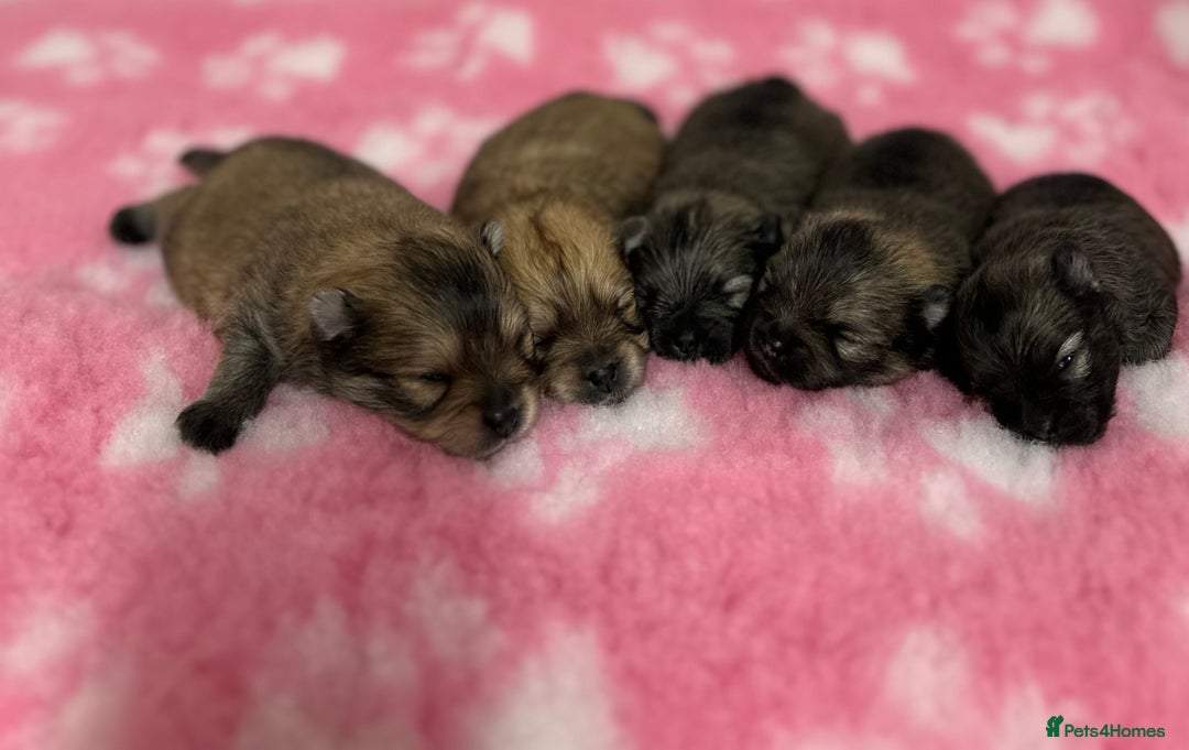 Pomeranian dogs for sale: GORGEOUS POMERANIAN PUPPIES 🐶🐶🐶🐶🐶 - Advert 39