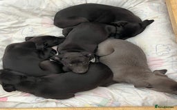 Whippet dogs for sale: 🐾 KC Registered Black Whippet Puppies 🐾 - Image 14