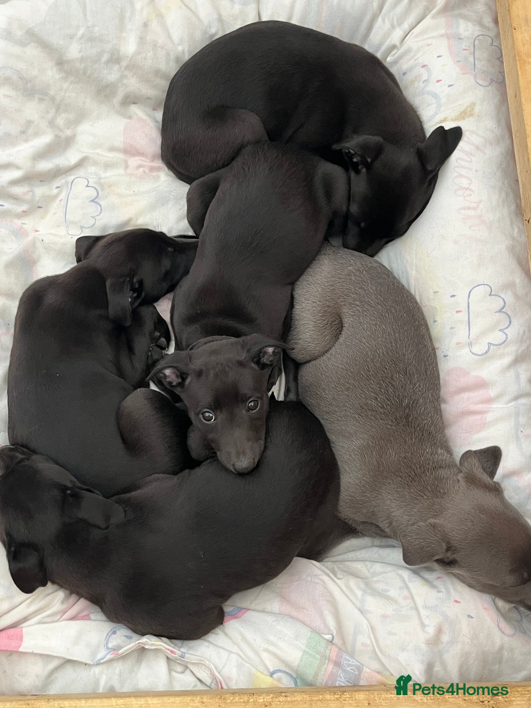 Whippet dogs for sale: 🐾 KC Registered Black Whippet Puppies 🐾 - Image 14
