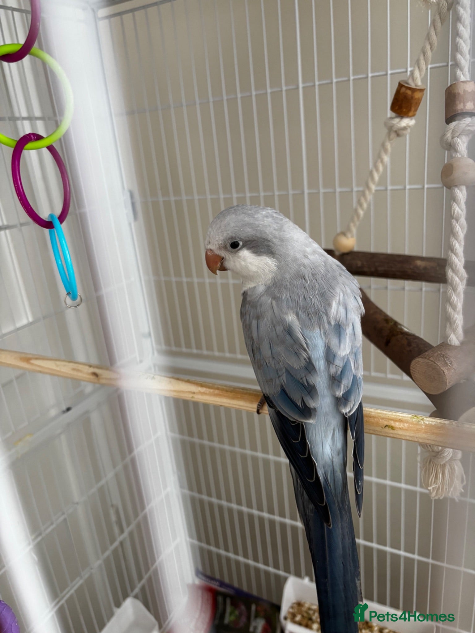 Parrots birds LAST hand reared Quaker baby - Advert 11