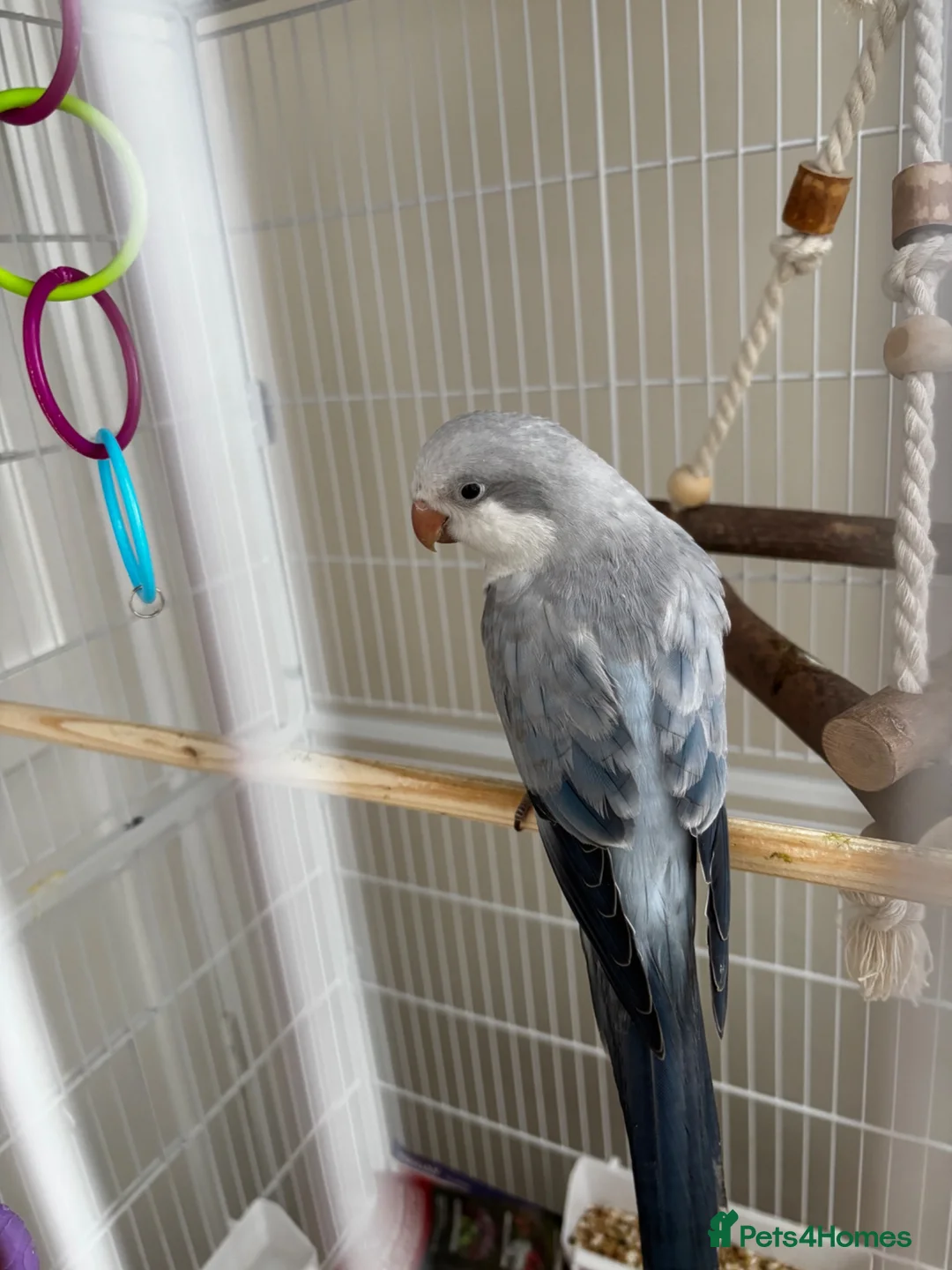 Parrots birds for sale: LAST hand reared Quaker baby - Advert 1
