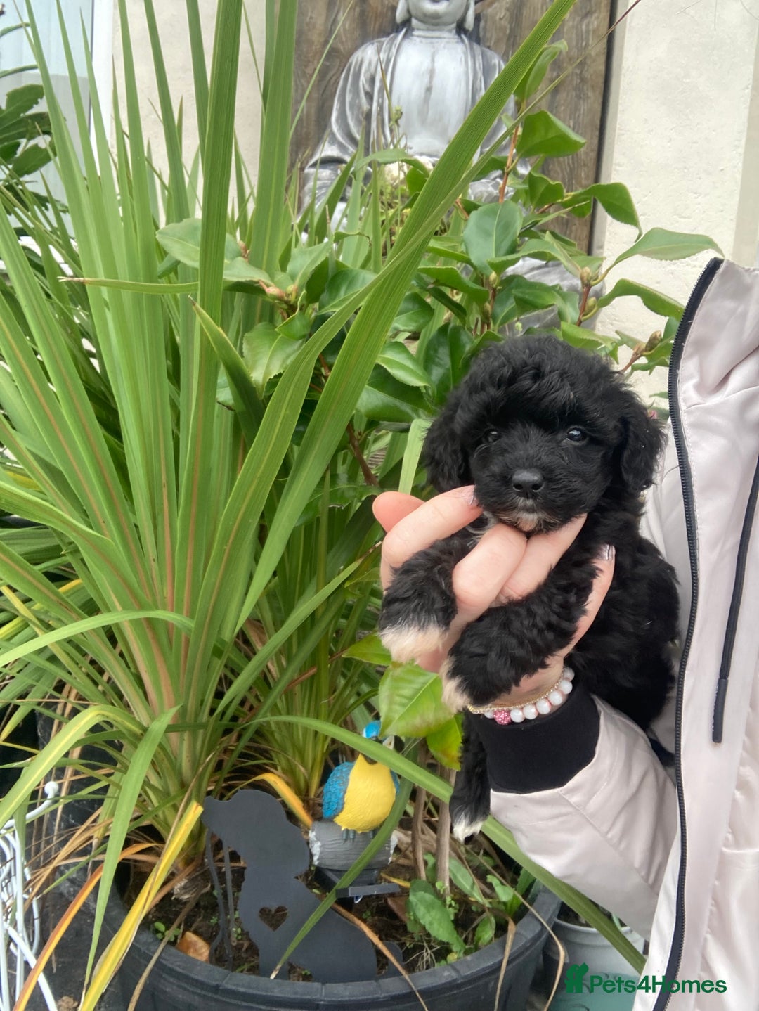 Shihpoo dogs for sale: 1 beautiful Sable shihpoo boy  - Image 20