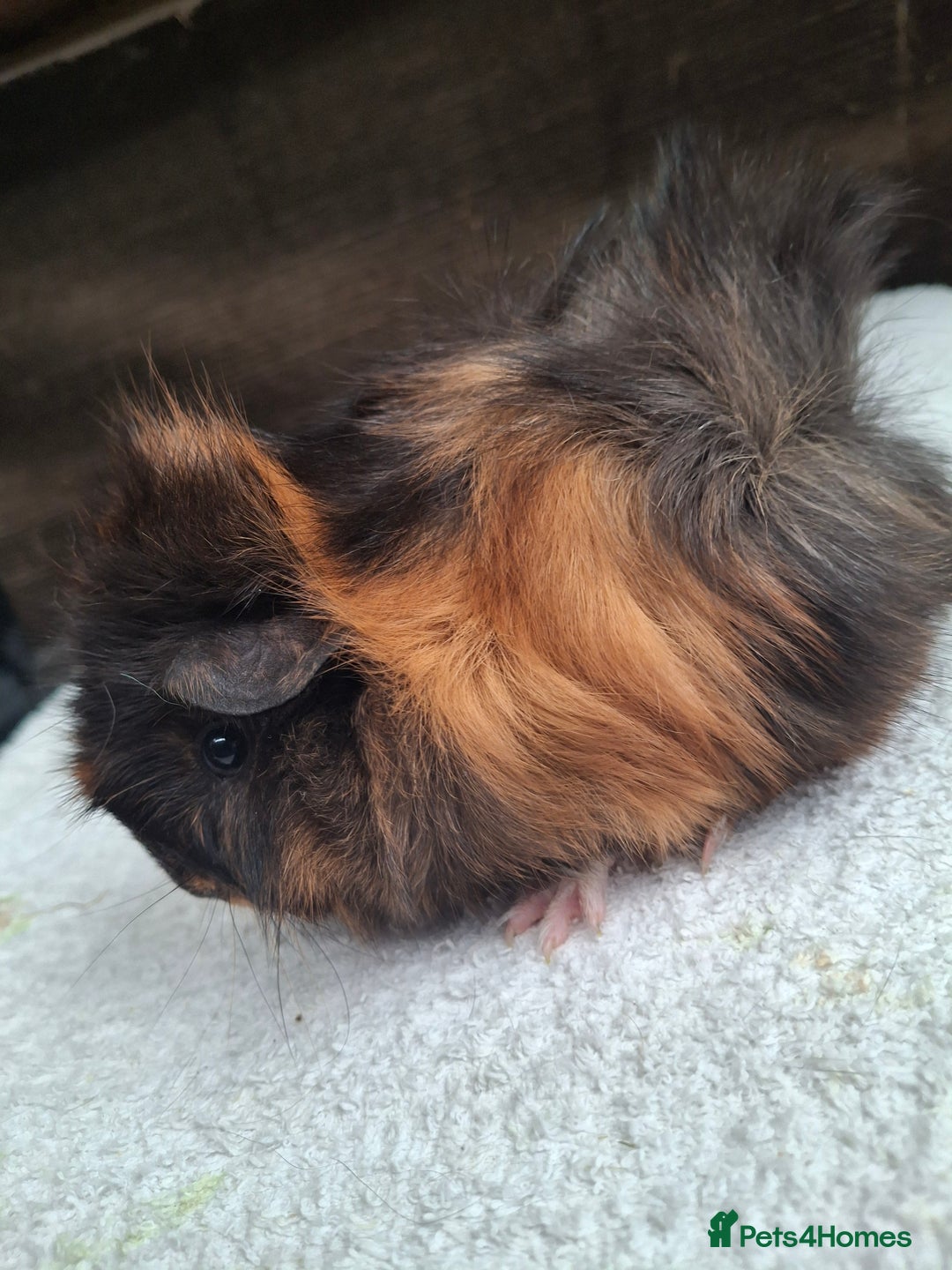 Guinea Pig rodents for sale: Baby Female Guineapigs  - Image 9
