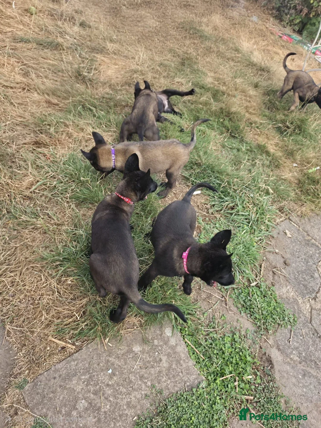 Belgian Shepherd Dog dogs for sale: Belgian malinois puppies - Advert 2