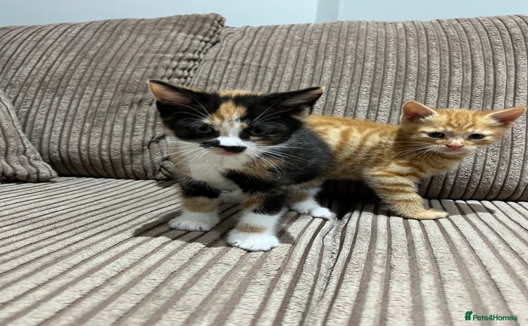 Domestic Shorthair cats - Advert 3