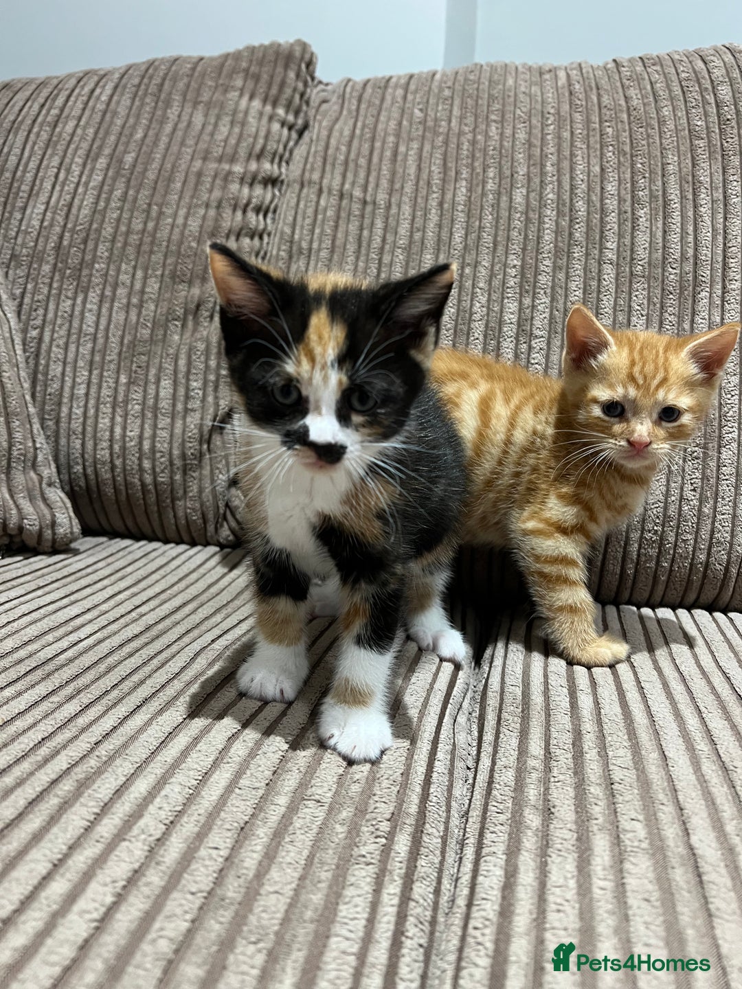 Domestic Shorthair cats for sale: 3 kitten for sale  - Image 1