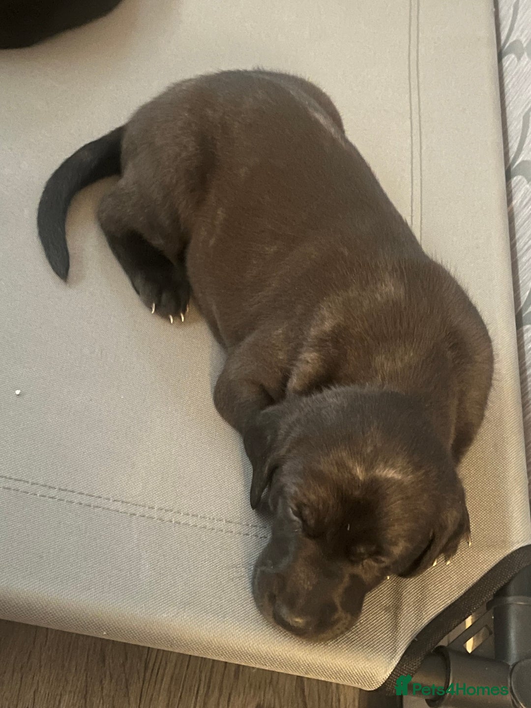 Mixed Breed dogs for sale: Weimaraner/deerhound  - Image 2