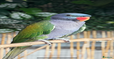 Parakeets birds - Advert 1