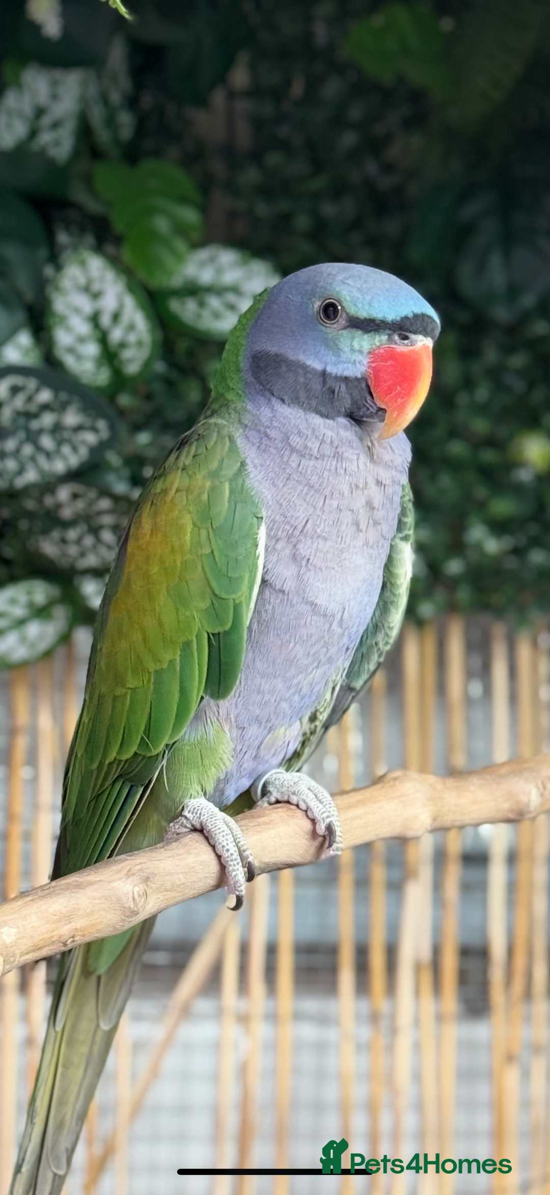 Parakeets birds for sale: Derbyan Parakeet - Image 2